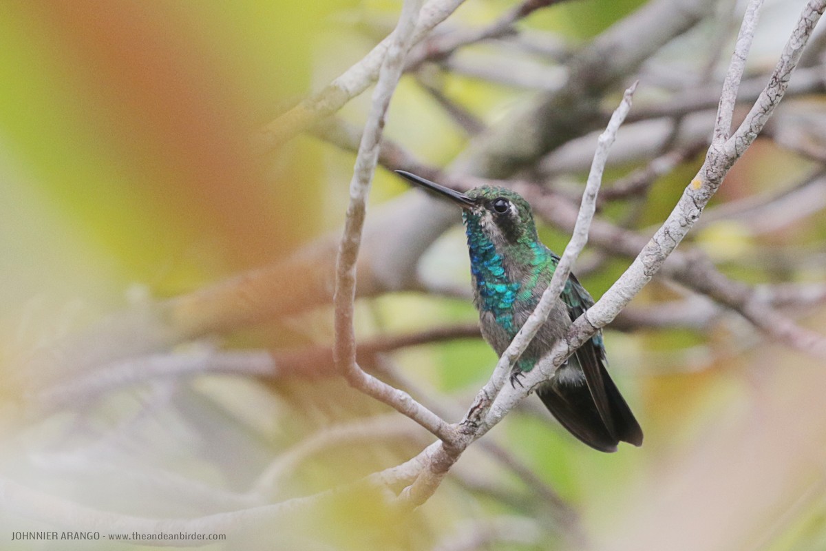 kolibřík chiribiquetský - ML370233001