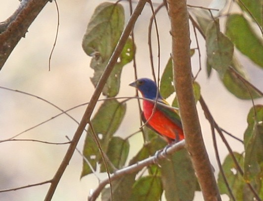 Painted Bunting - ML37023801