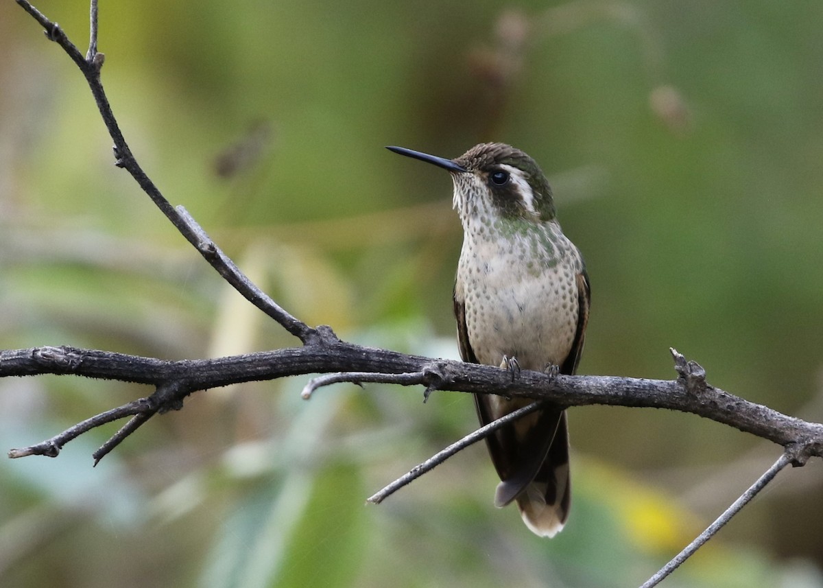 Speckled Hummingbird - ML370240691