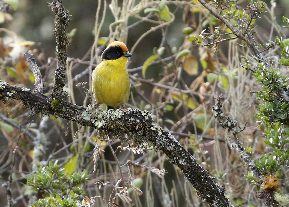 Yellow-breasted Brushfinch - Dean LaTray
