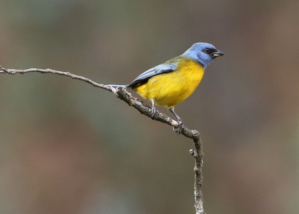 Blue-and-yellow Tanager - ML370241271