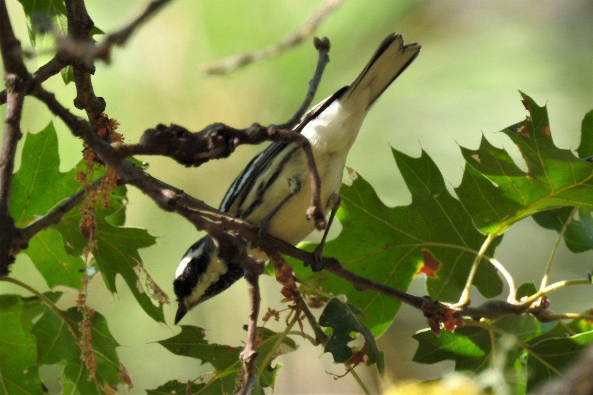 Black-throated Gray Warbler - ML370243671
