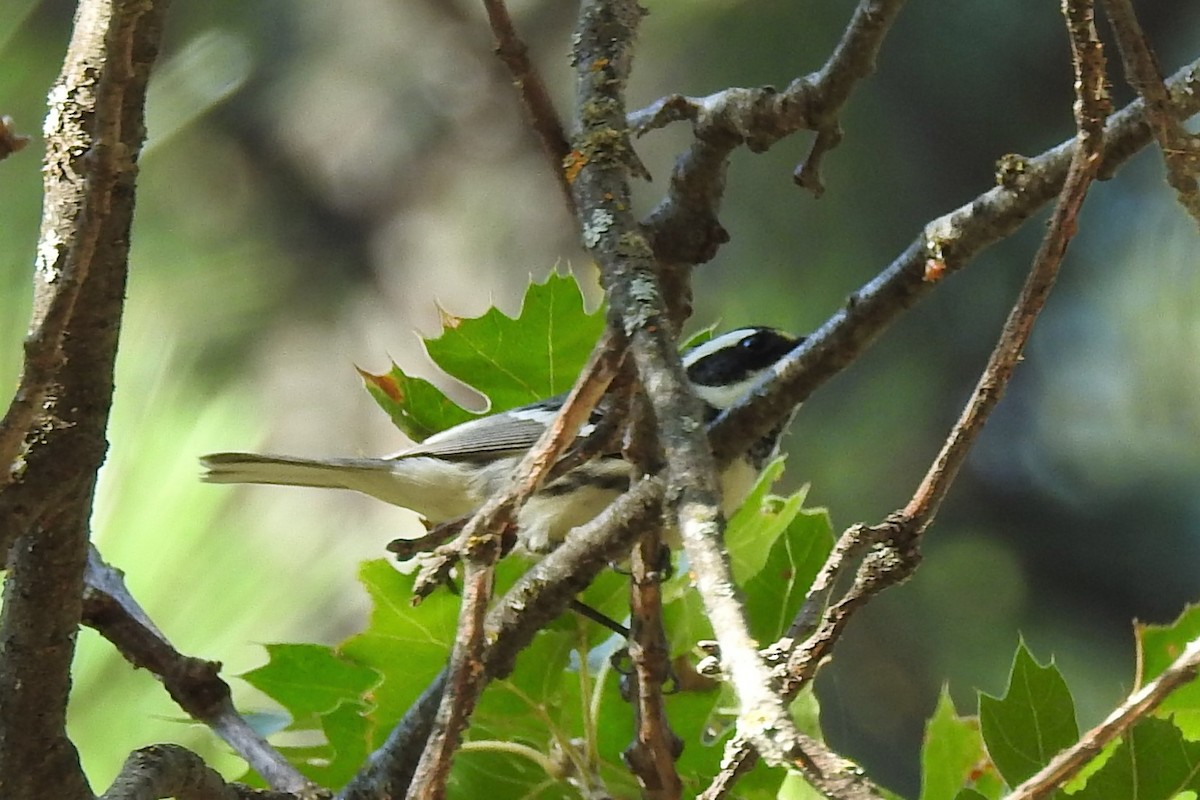 Black-throated Gray Warbler - ML370243691