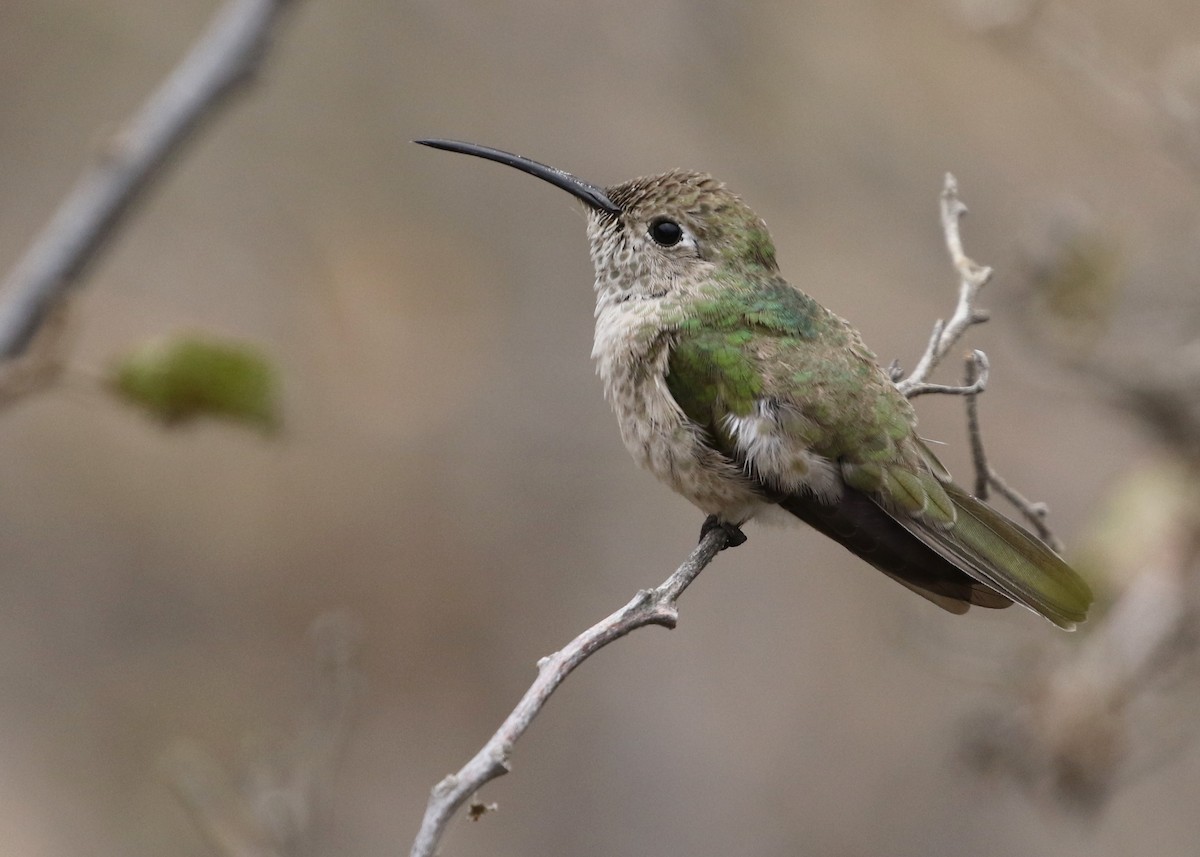 Spot-throated Hummingbird - Dean LaTray