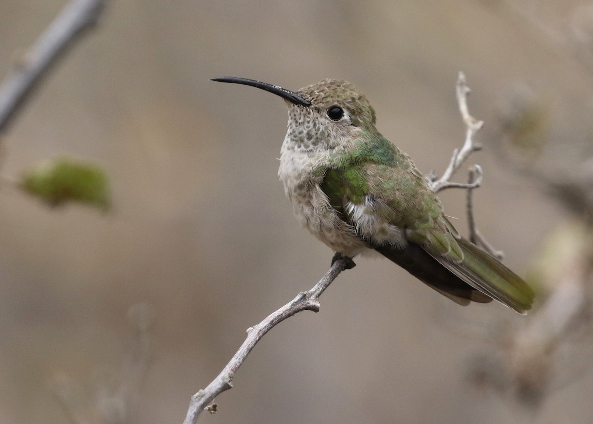 Spot-throated Hummingbird - Dean LaTray