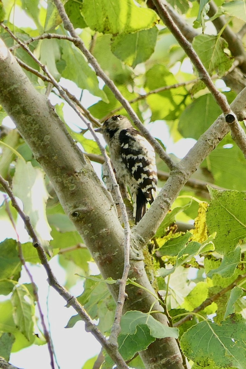 Lesser Spotted Woodpecker - ML370248951