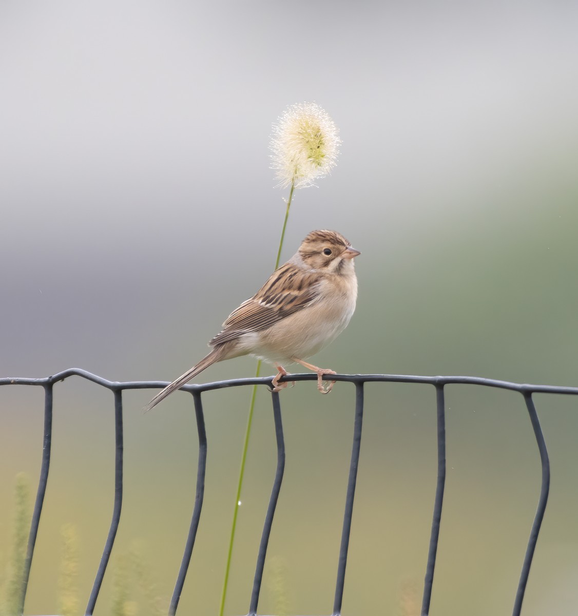 Clay-colored Sparrow - ML370261791