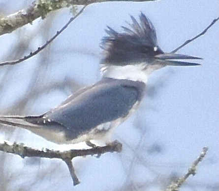 Belted Kingfisher - ML370266751