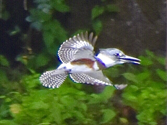 Belted Kingfisher - ML370266831
