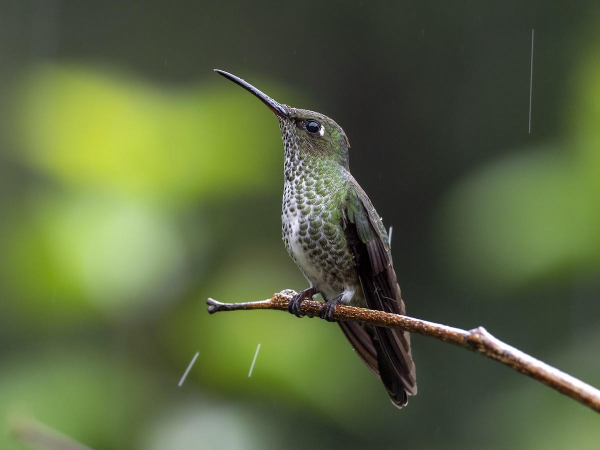 Many-spotted Hummingbird - ML370271221