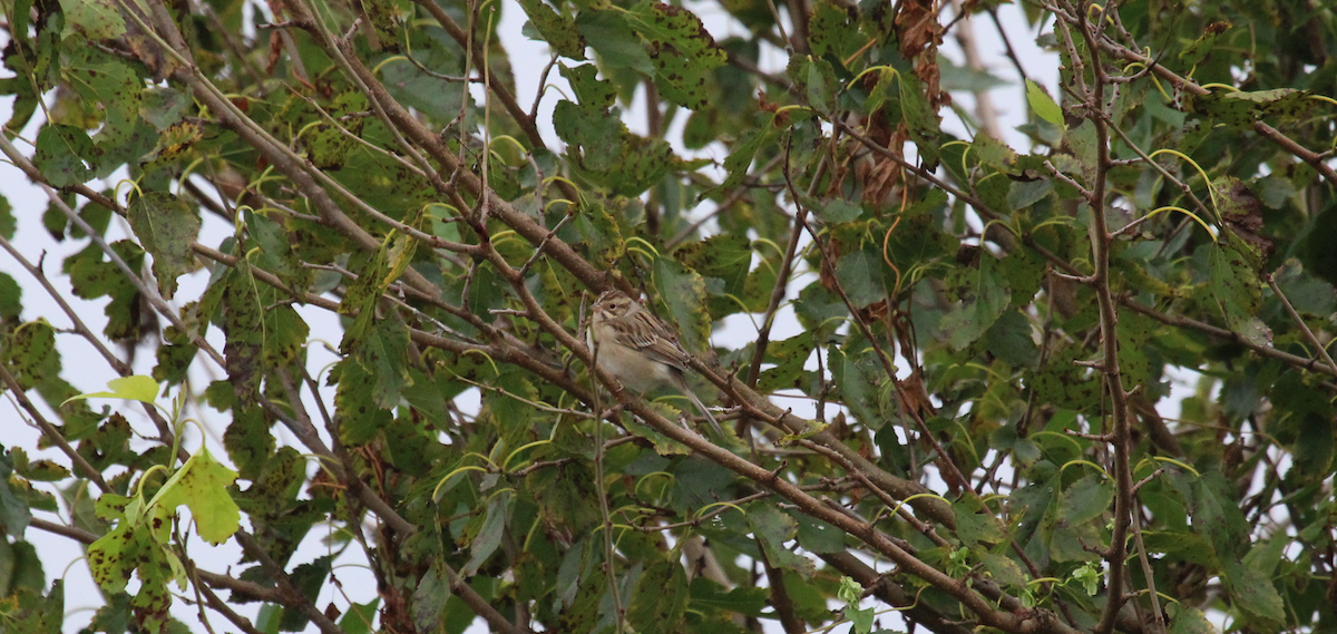 Clay-colored Sparrow - ML370273231