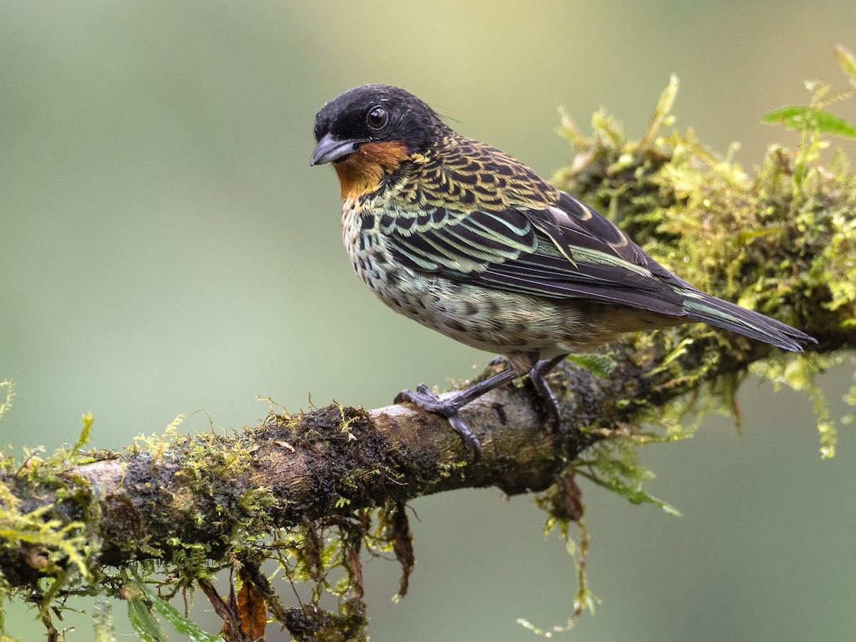 Rufous-throated Tanager - Andres Vasquez Noboa