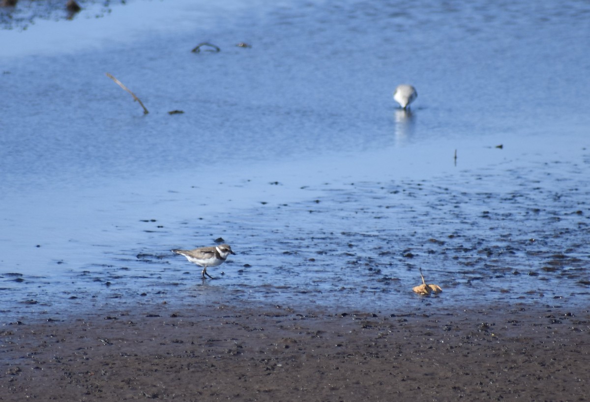 Semipalmated Plover - ML370279721
