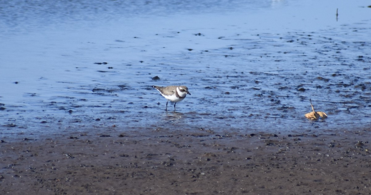 Semipalmated Plover - ML370279771