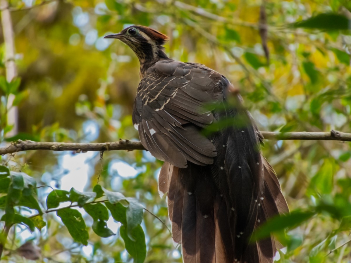 Pheasant Cuckoo - ML370280781