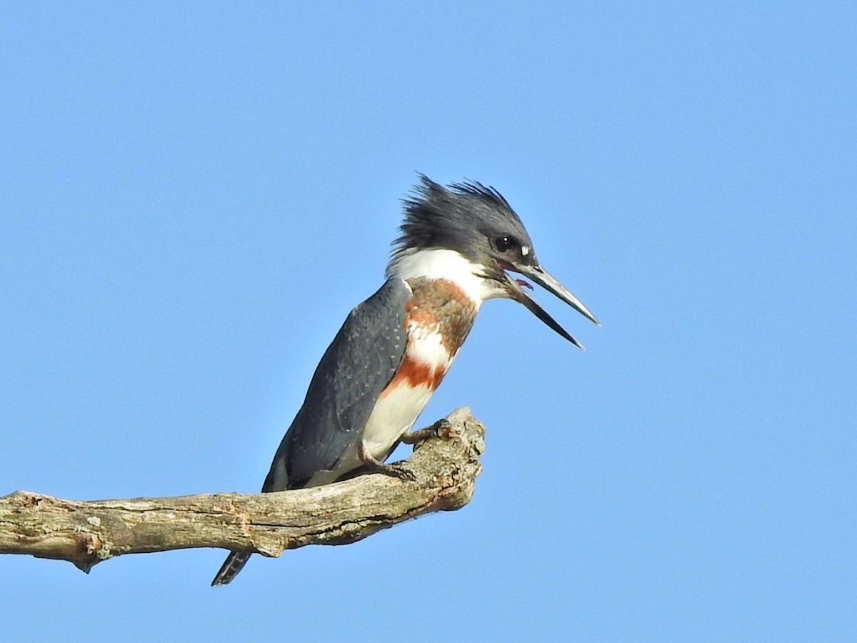 Belted Kingfisher - ML370289731