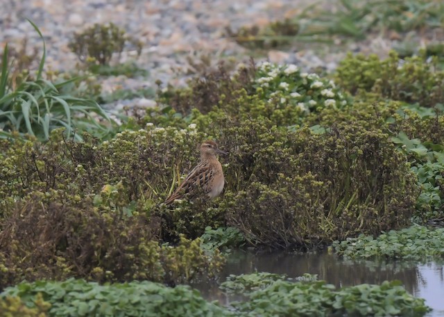 Juvenile's habitat in its fall migration in Alaska; Alaska, United States. - Sharp-tailed Sandpiper - 