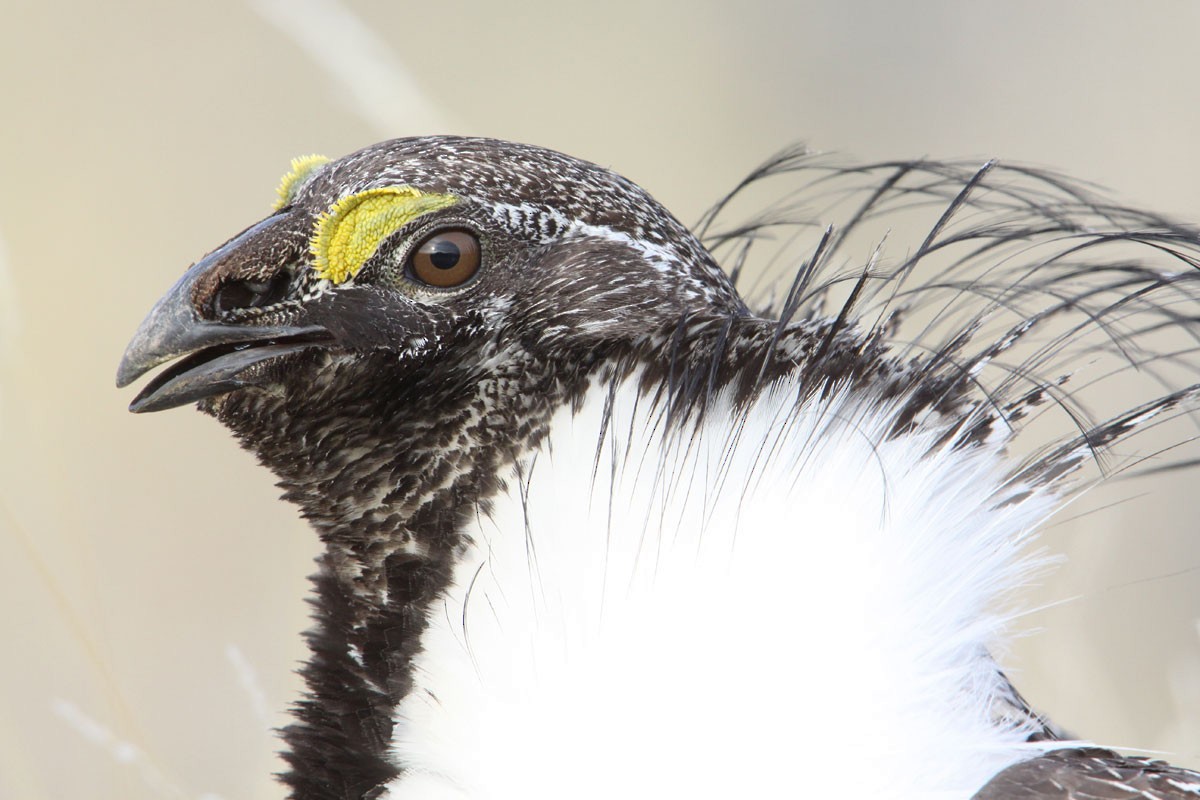 Greater Sage-Grouse - ML37031371