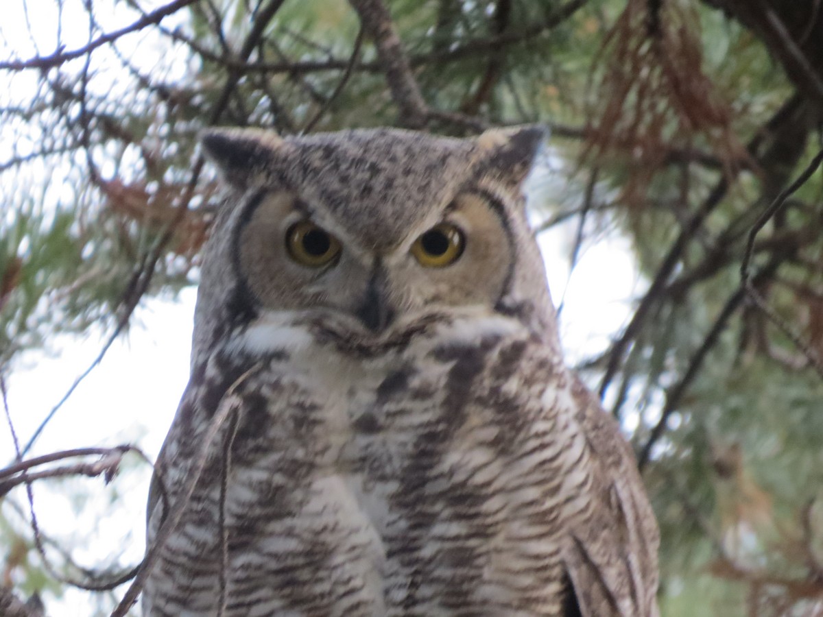 Great Horned Owl - ML37031561