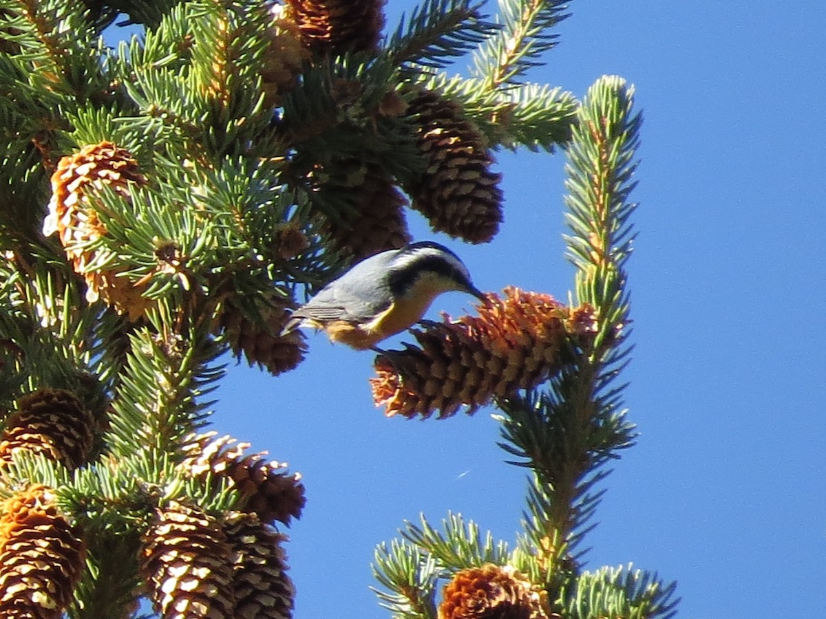 Red-breasted Nuthatch - ML37031781