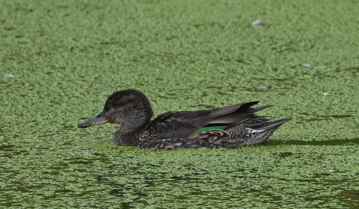 Green-winged Teal - ML370318931