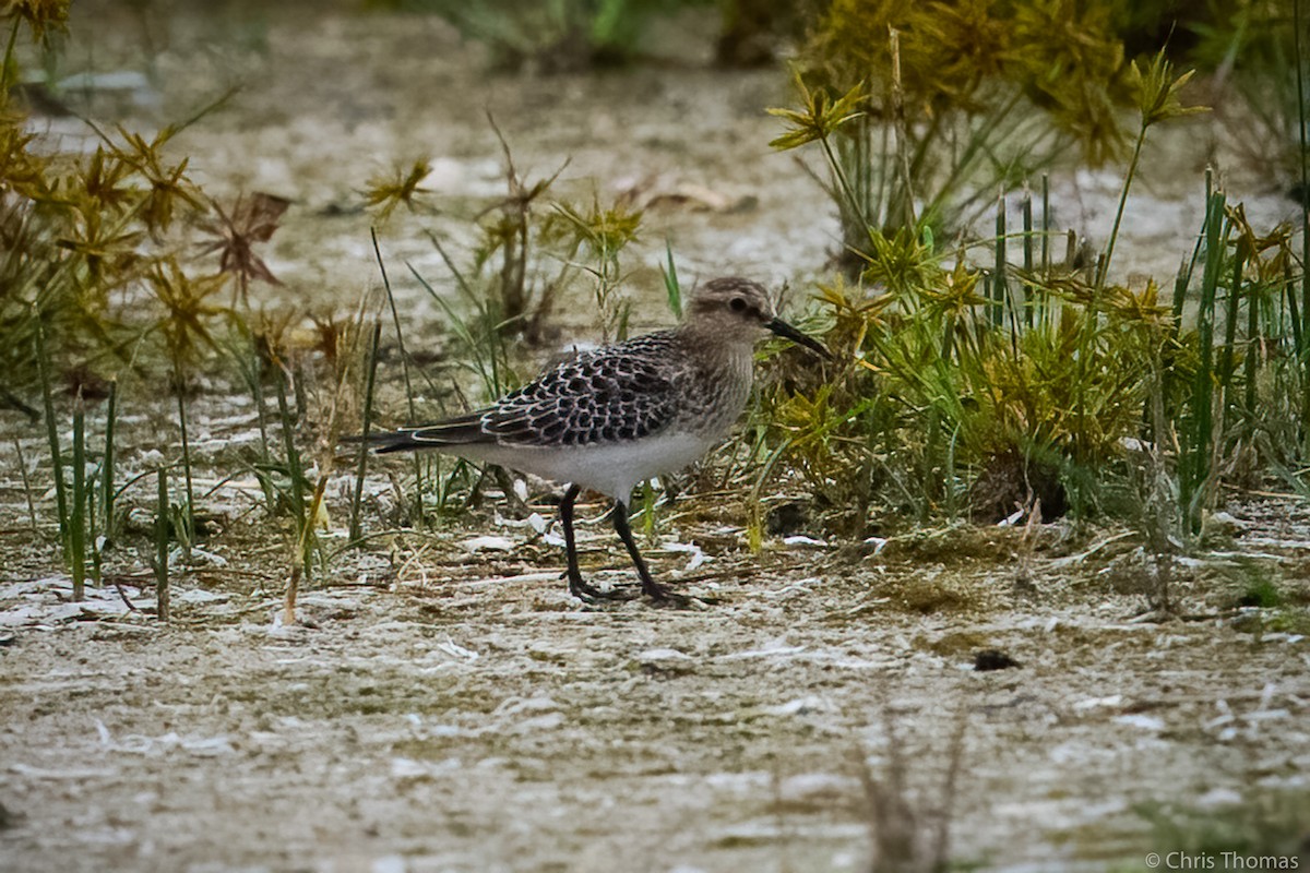 eBird Checklist 17 Sep 2021 Barnegat Lighthouse SP 45 species (+1