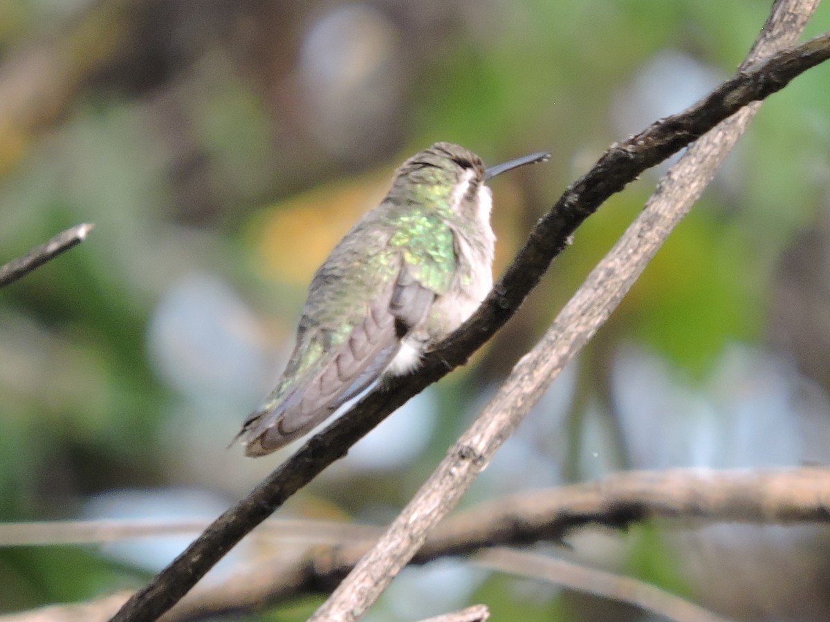 Broad-billed Hummingbird - Manuel Becerril González