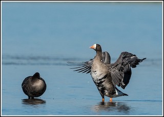 Greater White-fronted Goose, ML370322671