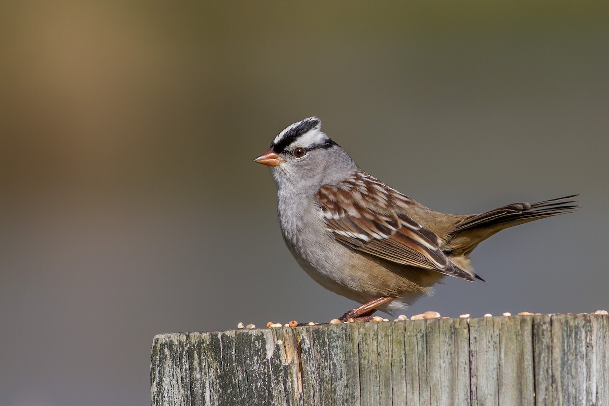 White-crowned Sparrow - Bruce Gates