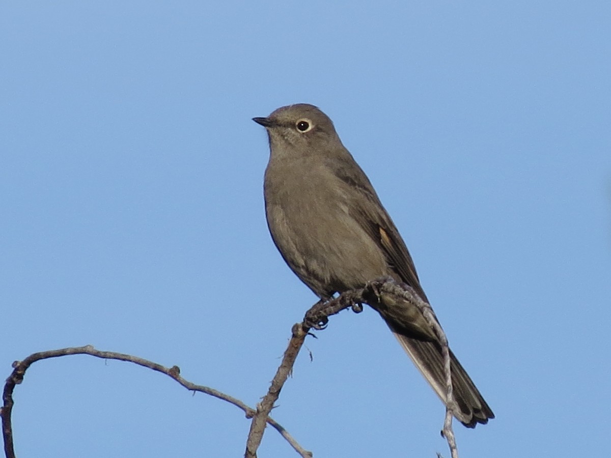 Townsend's Solitaire - Sharyn Isom