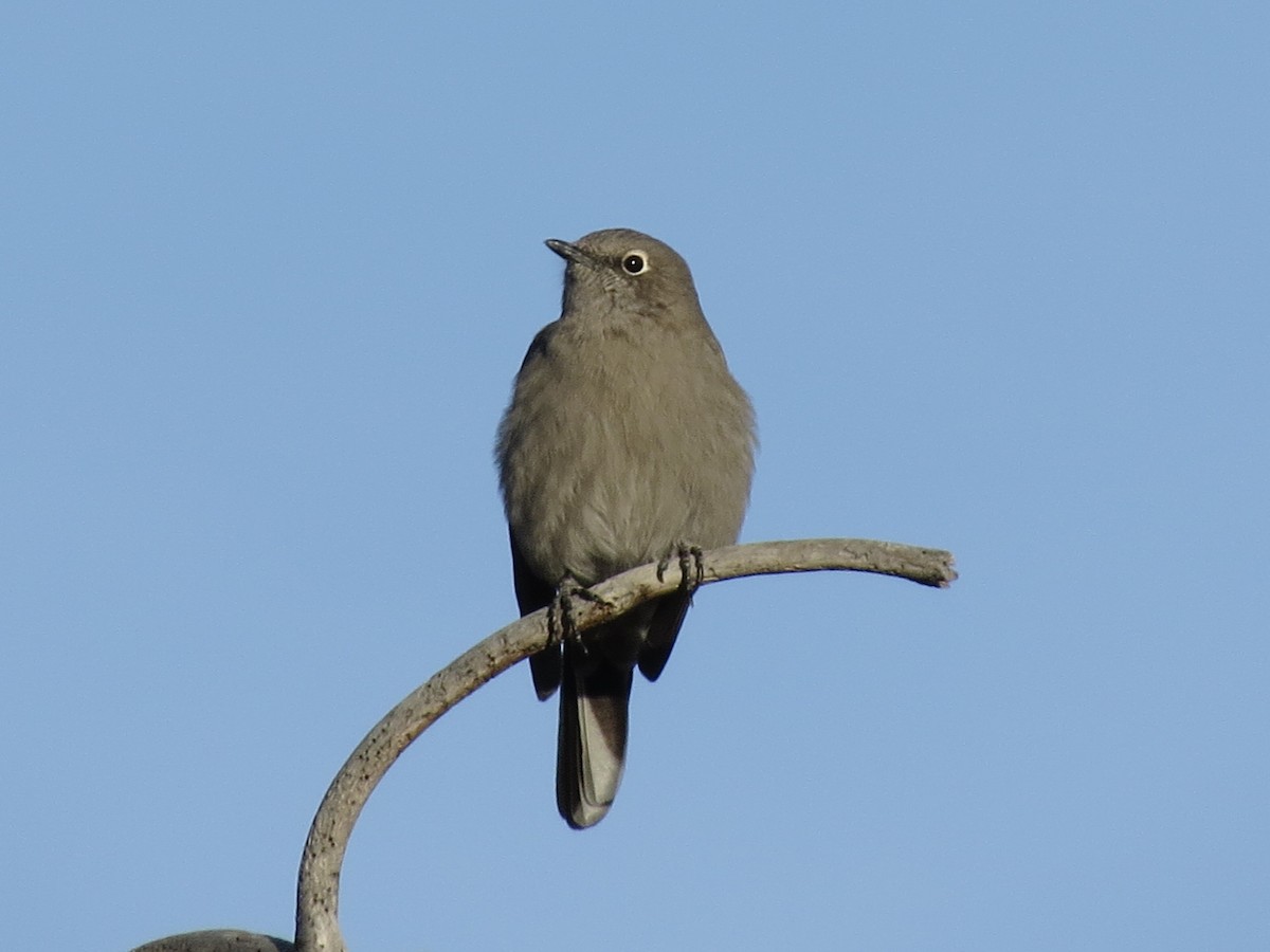 Townsend's Solitaire - Sharyn Isom