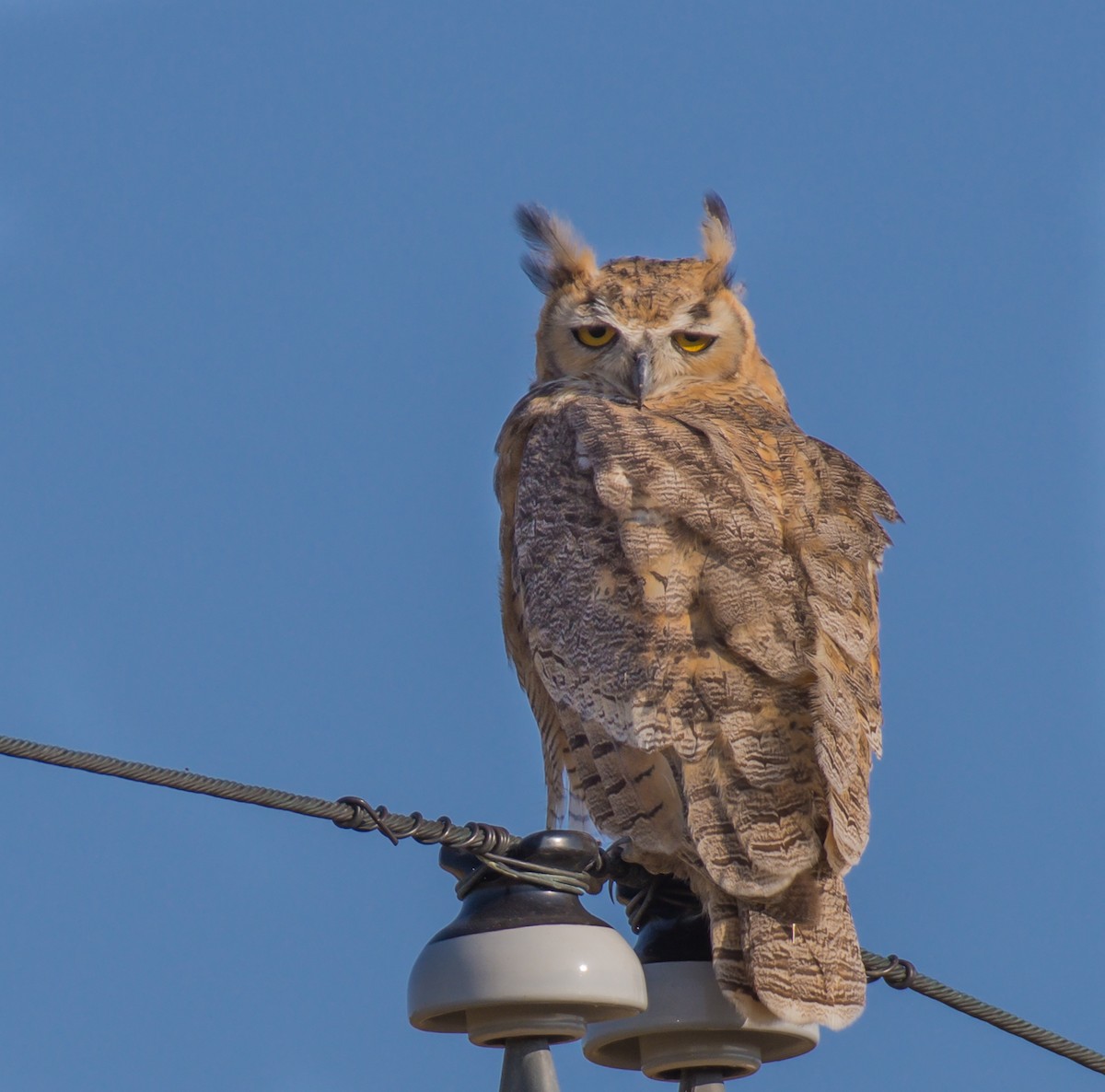 Great Horned Owl - Jim Merritt