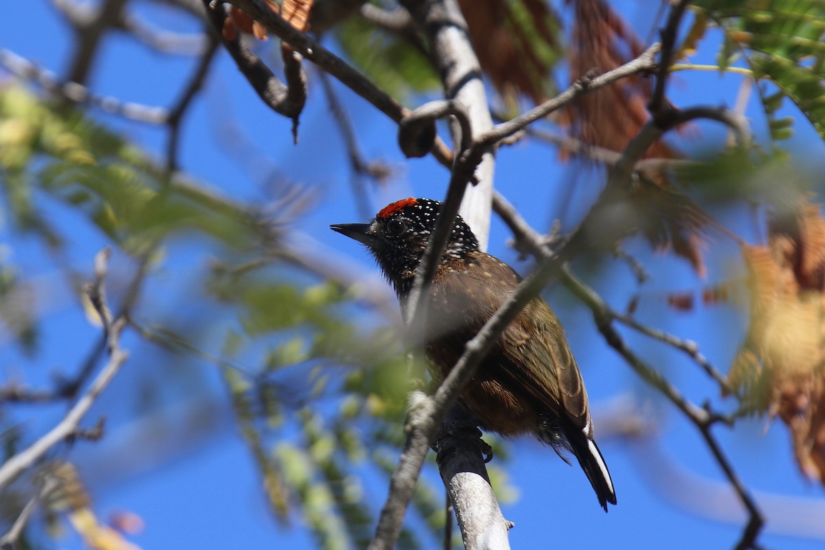 Spotted Piculet - ML37034531