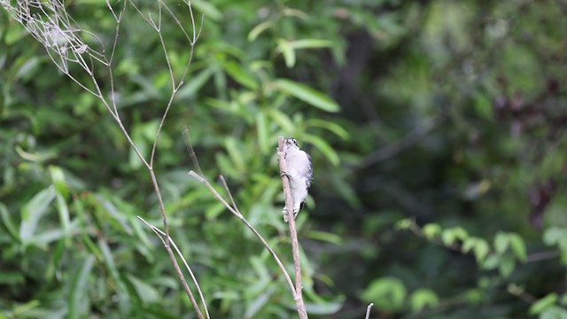 Downy Woodpecker (Pacific) - ML370351091