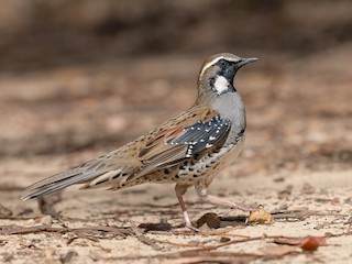  - Spotted Quail-thrush