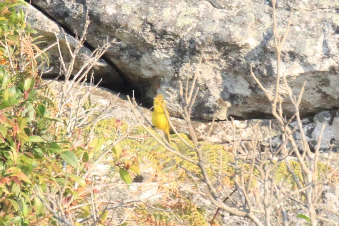 African Yellow-Warbler - ML37036001