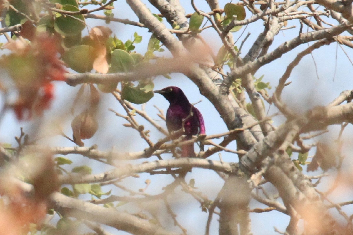 Violet-backed Starling - ML37036141