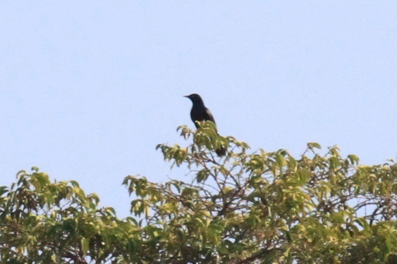 Pale-winged Starling - ML37036201