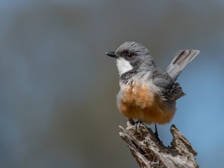  - Rufous Whistler