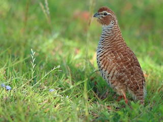 Rock Bush-Quail - Perdicula argoondah - Birds of the World