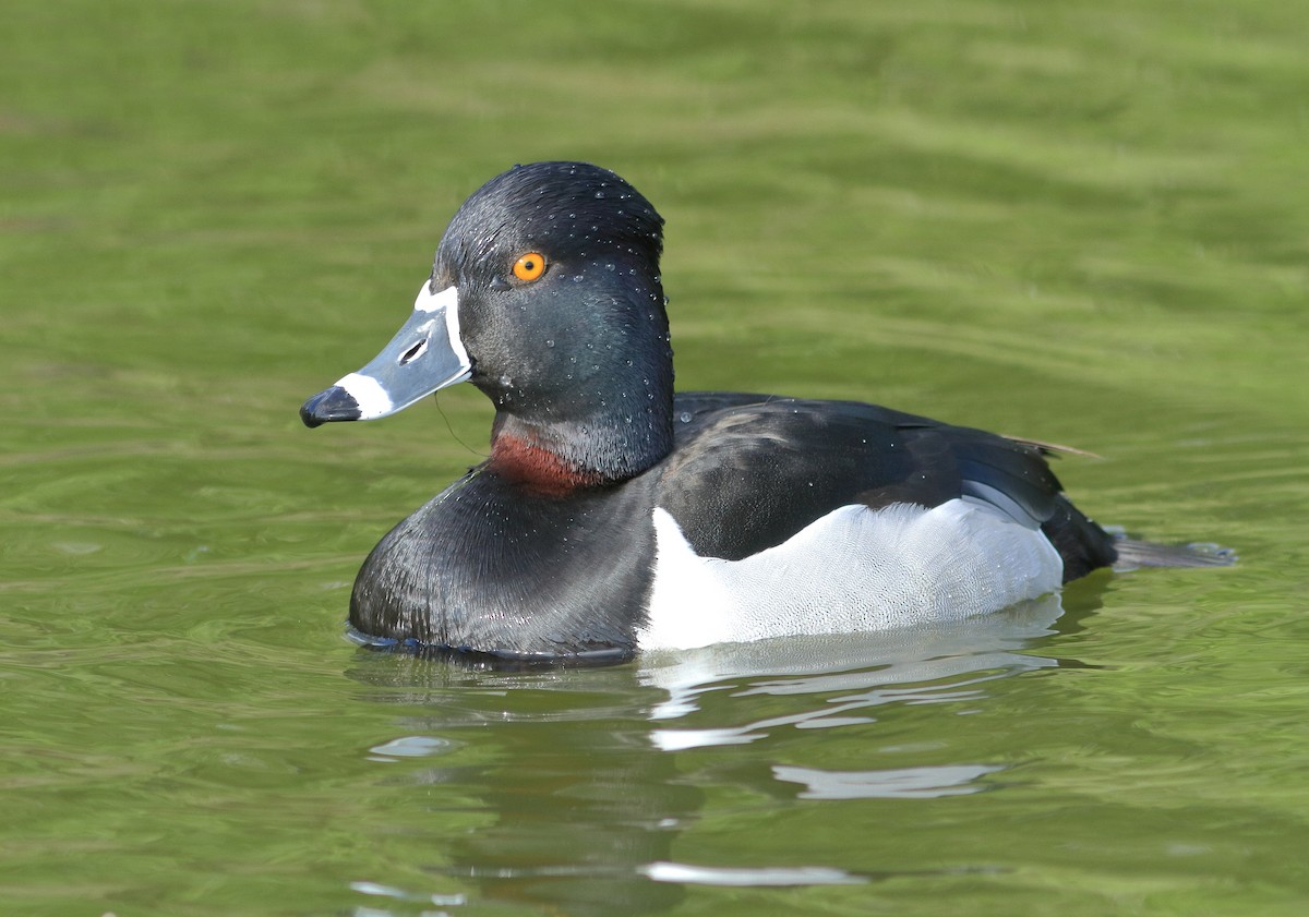 Ring-necked Duck - James McKenzie