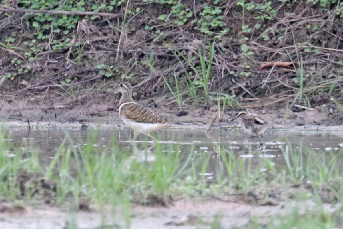 Greater Painted-Snipe - ML370378361