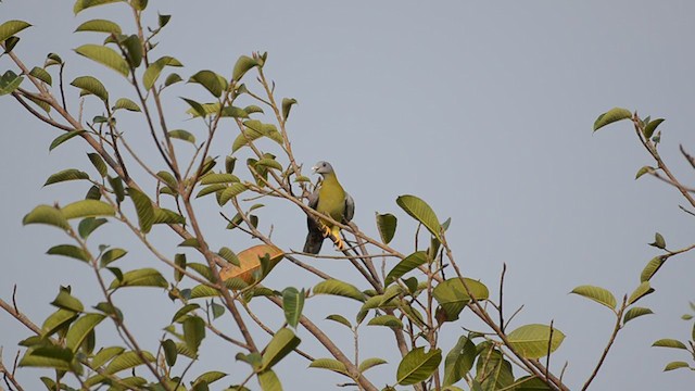 Yellow-footed Green-Pigeon - ML370378471