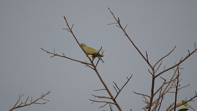 Yellow-footed Green-Pigeon - ML370378621