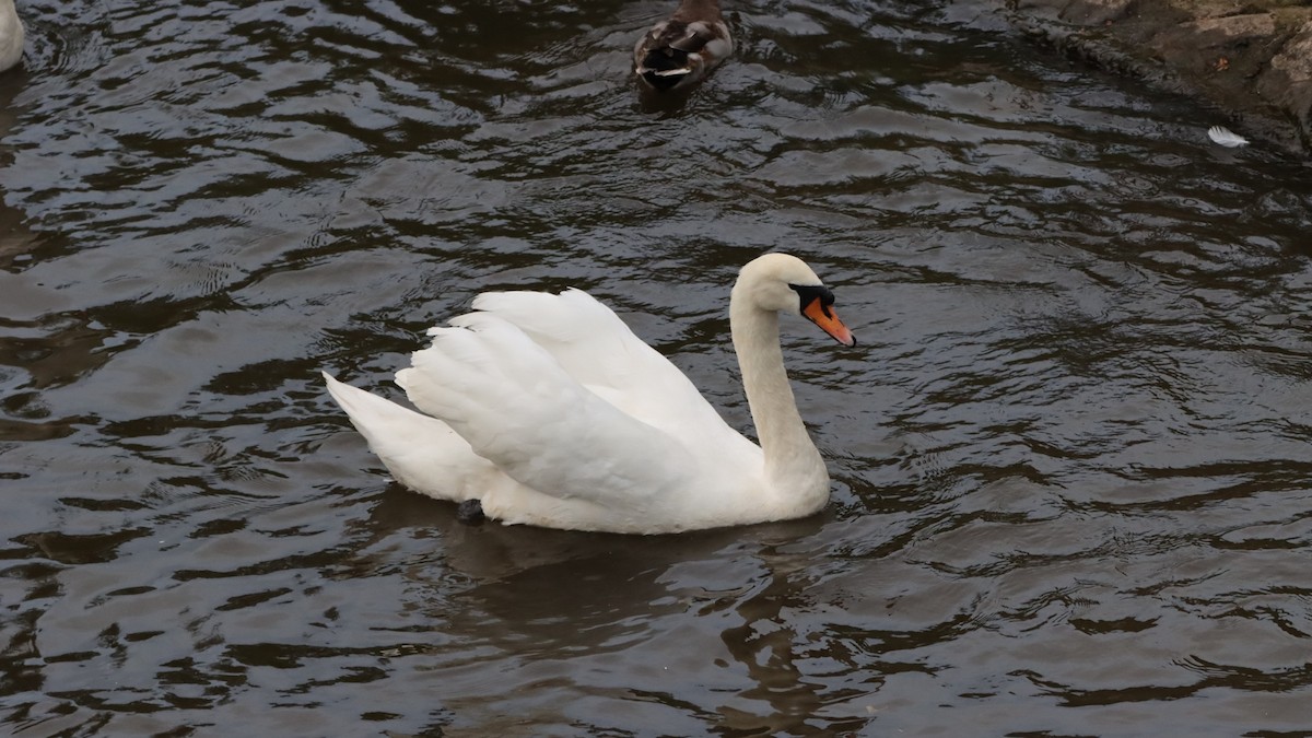 Mute Swan - Bez Bezuidenhout