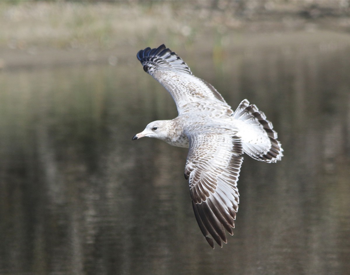 Ring-billed Gull - Don Roberson