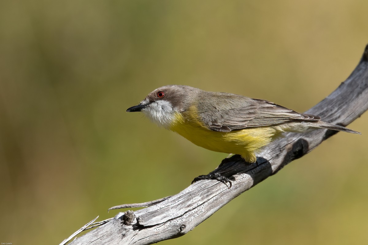 White-throated Gerygone - Cary Lewis
