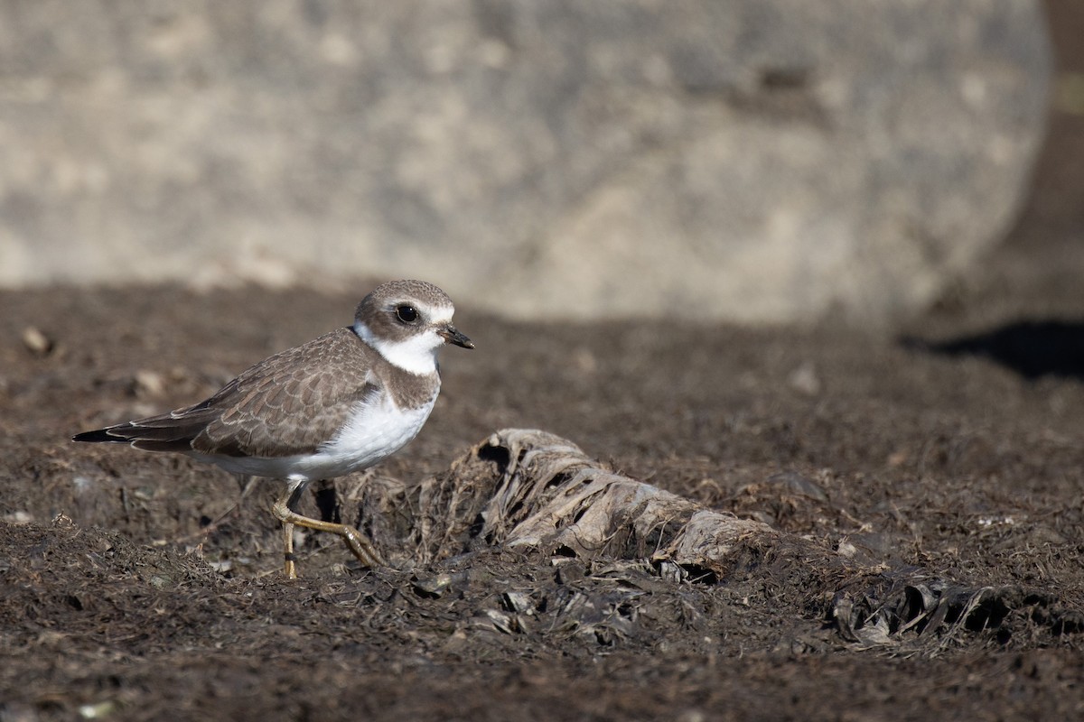 Semipalmated Plover - ML370392881