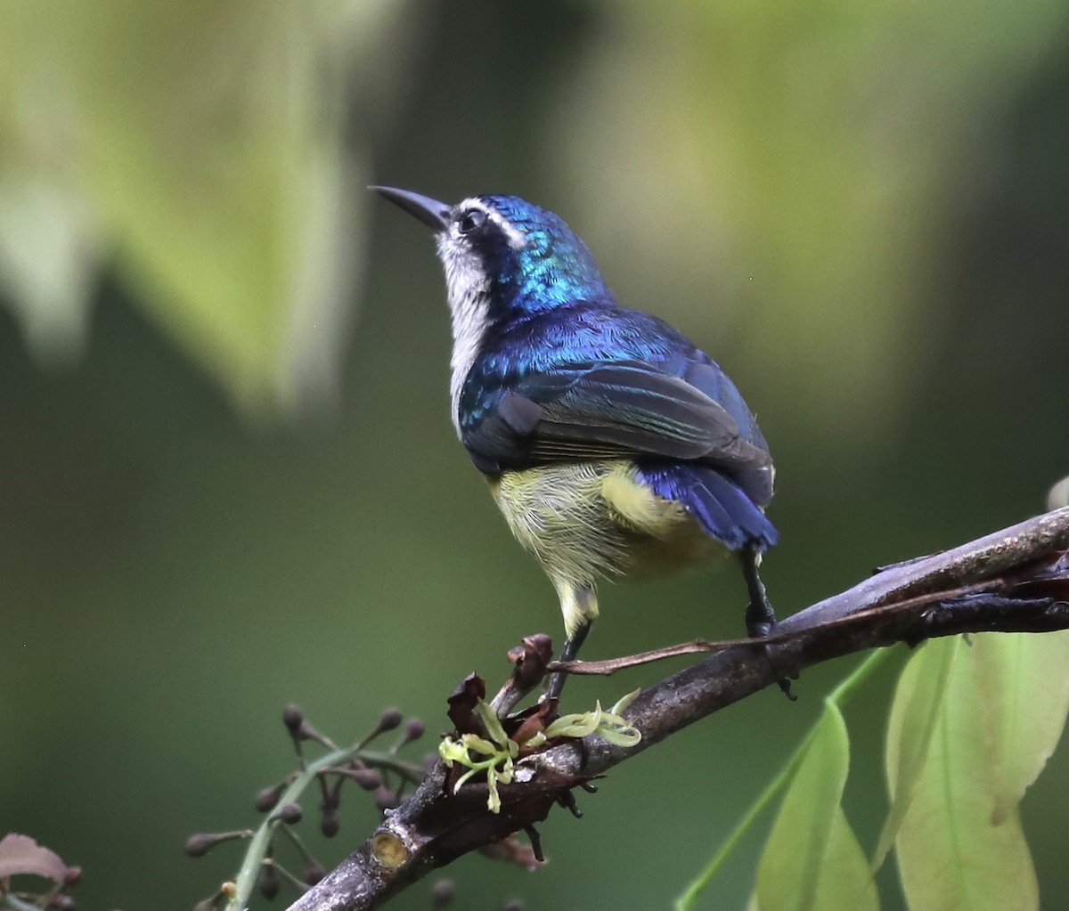 Violet-tailed Sunbird - Ross Gallardy