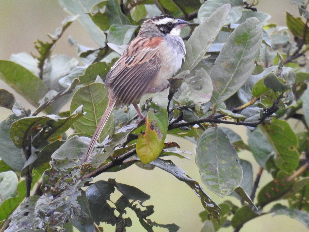 Stripe-headed Sparrow - ML370399241